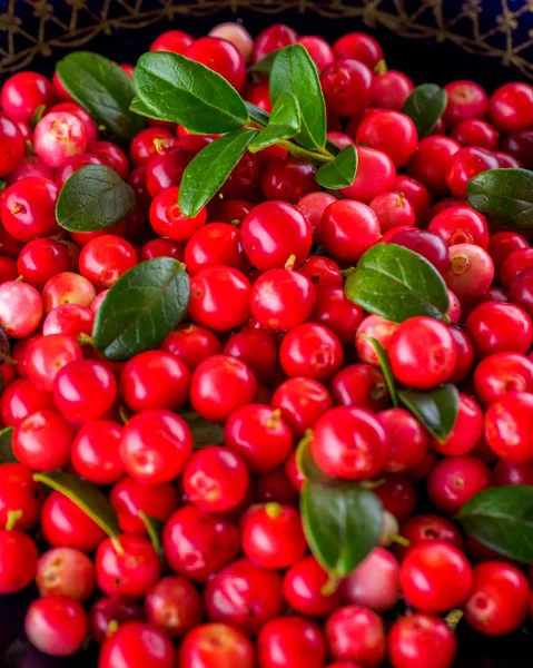 Background with cowberry. Vaccinium vitis-idaea (lingonberry, pa — Stock Photo, Image