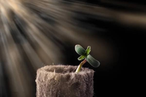 芽を伸やす - 新しい人生の始まり。モルの若い植物 — ストック写真