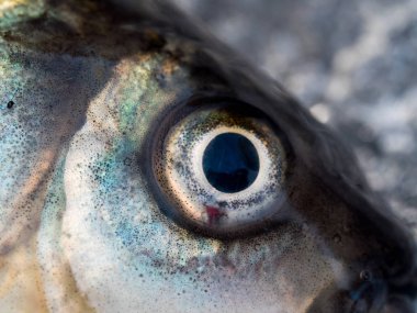 kış balıkçılık, deniz ürünleri, balık ve sağlıklı gıda, balık gözü yakın u