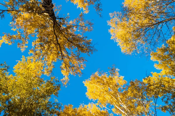 Prachtige herfst bos. Kleurrijk gebladerte in het herfst Park. Au — Stockfoto