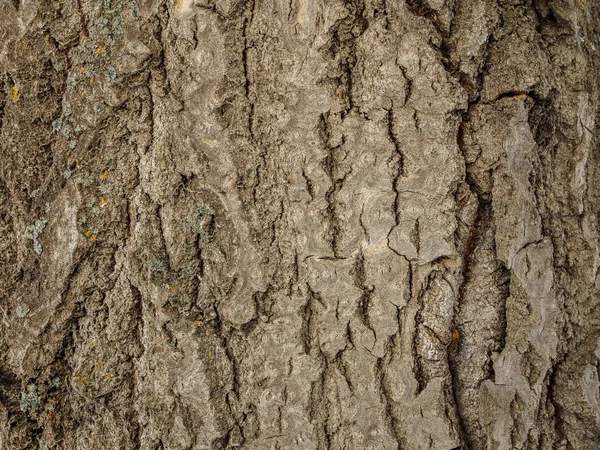 Тополь коры древесины текстуры. макросъемка естественного фона . — стоковое фото
