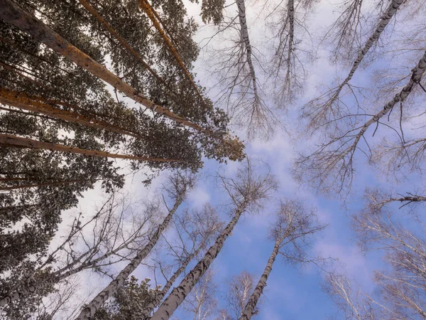 Árvores contra um céu azul. vidoeiro sem folhas e pinheiro com — Fotografia de Stock