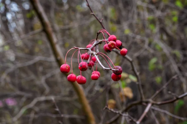 Bayas rojas solitarias en una rama sobre un fondo gris . — Foto de Stock