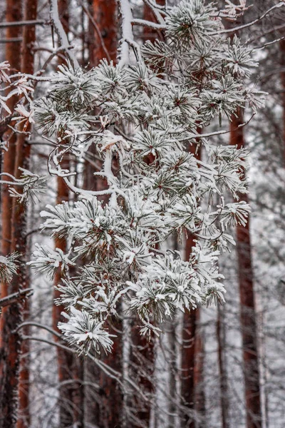Сосновая ветвь покрыта свежим белым снегом. зима в лесу — стоковое фото