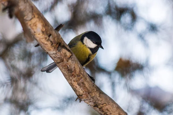 Bird tit is sitting on a pine branch. late autumn or early winte — Stockfoto