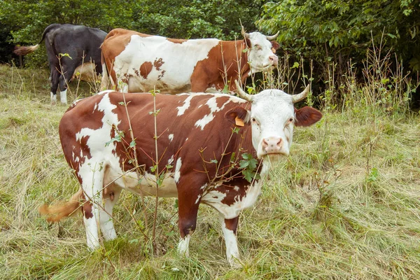 Vacas no prado alpino. Província do Tirol do Sul da Itália, Dolomites . — Fotografia de Stock