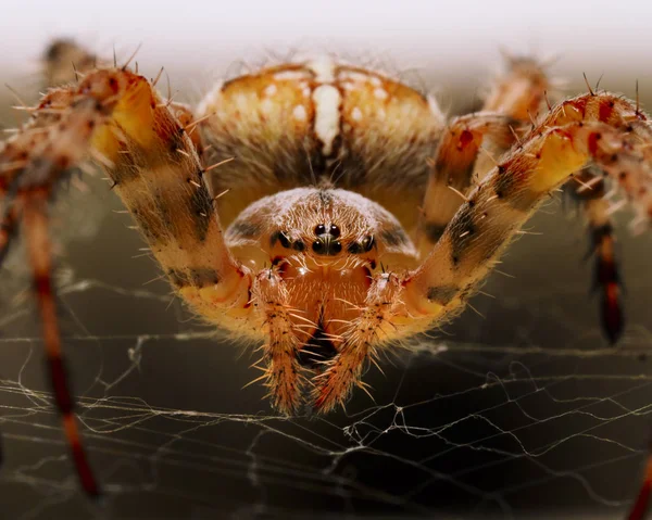 Spider Araneus close-up. Extreme macro of spider with the cross. — Stock Photo, Image