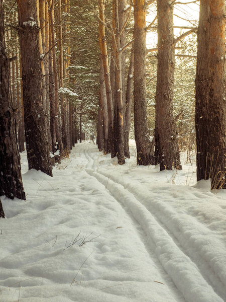 pine forest in winter. cross-country ski run. natural landscape.