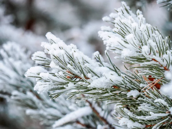 Makrofoto eines Weihnachtsbaums, der mit dem ersten sauberen Sno bedeckt ist — Stockfoto