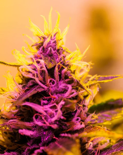 Roślina medyczna marihuany w szklarni. światło pełne spektrum. Canna — Zdjęcie stockowe