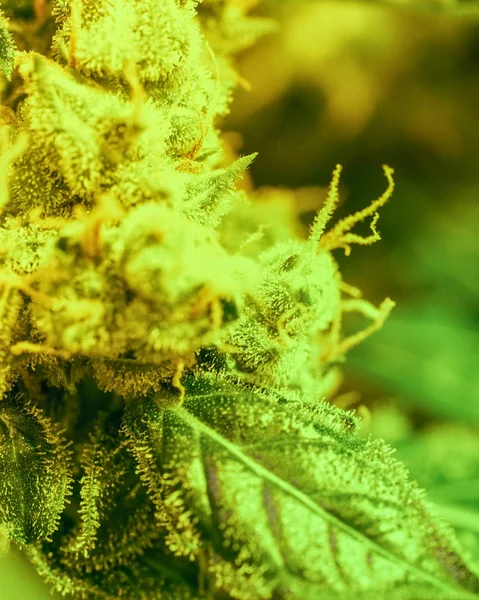 Détail en gros plan du cannabis, des trichomes et des feuilles sur les fleurs tardives — Photo