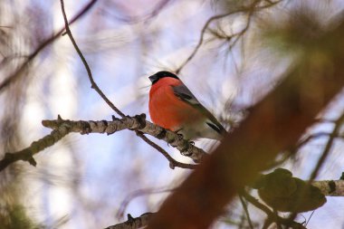 Kar üzerinde oturan kırmızı meme ile ortak kuş Bullfinch (Pyrrhula)