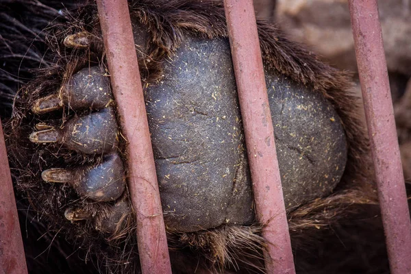 huge bear paw close-up. wild animal claws. animal behind bars. z