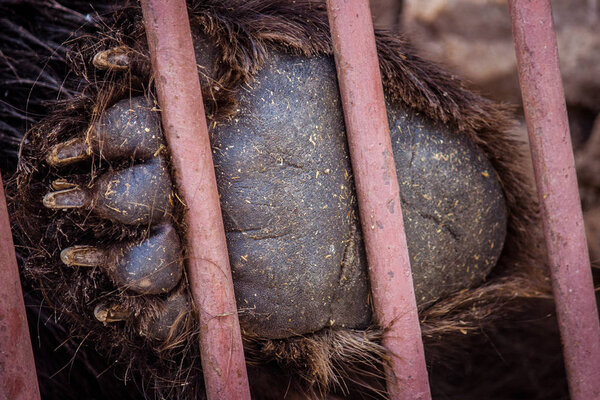 huge bear paw close-up. wild animal claws. animal behind bars. z