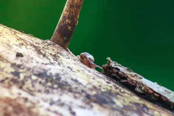 Pequeño caracol arrastrándose sobre un árbol. macro disparo — Foto de Stock