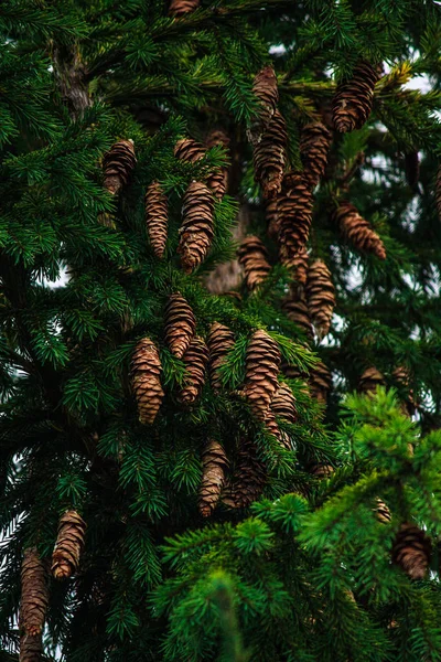 Firs (Abies). fir cones close-up. coniferous trees. — Stock Photo, Image