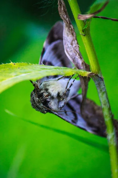 Night moth sits on a blade of grass. macro photo close up. insec — Stock Photo, Image