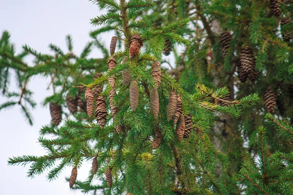 Firs (Abies). fir cones close-up. coniferous trees. — Stock Photo, Image