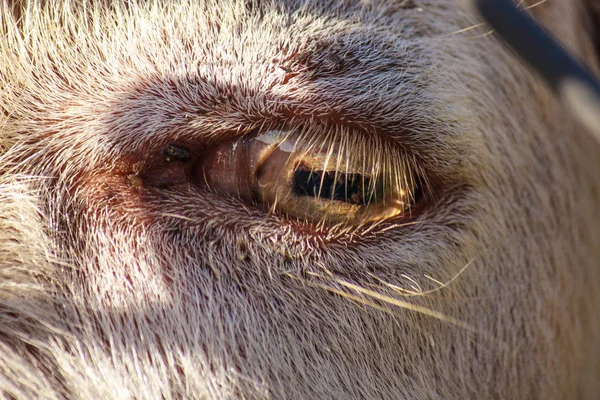 close-up goat eye. horizontal pupil