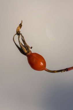 Kışın gül kalçası. İlaçlar için hammaddeler ve...