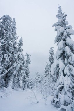 Doğayla ilgili bir Noel hikayesi. Beyaz, temiz, taze kar tabakasıyla kaplı.