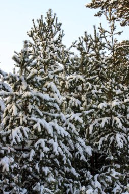 Kış manzarası, taze beyaz saf sn ile kaplı çam dalları.