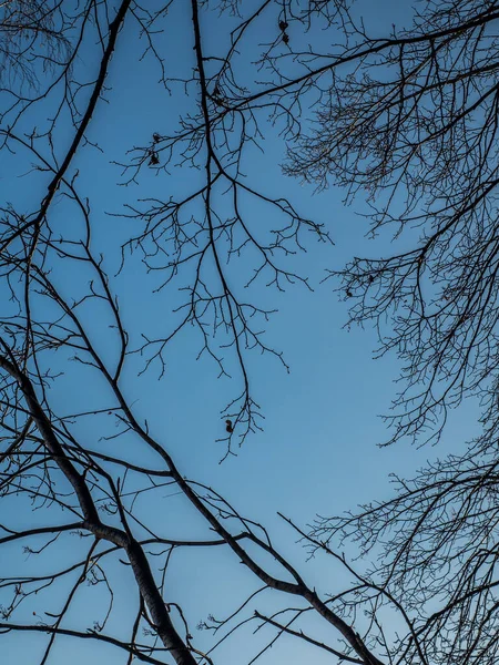 Lesní větve v zimě proti modré obloze. Nahá silueta a — Stock fotografie