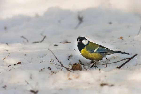 Bird tit is sitting on the snow. looking for food in the early w — Stock Photo, Image