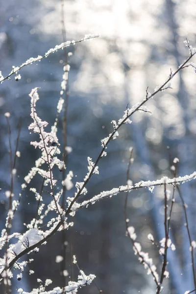 Paisaje del bosque de invierno. los rayos del sol adornan maravillosamente el br — Foto de Stock