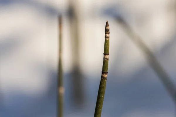 Equisetum (at kuyruğu, yılan otu, puzzlegrass) tek livi olduğunu — Stok fotoğraf
