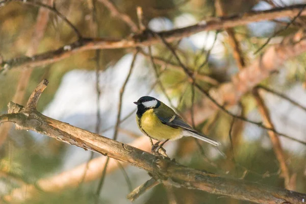 Bird Great tit, ou Parus major. Assis sur une branche au printemps / su — Photo