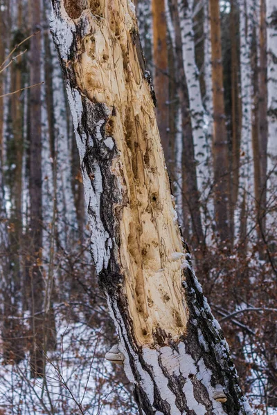 冬天啄木鸟在桦树上啄食。 啄木鸟的踪迹。 树af — 图库照片