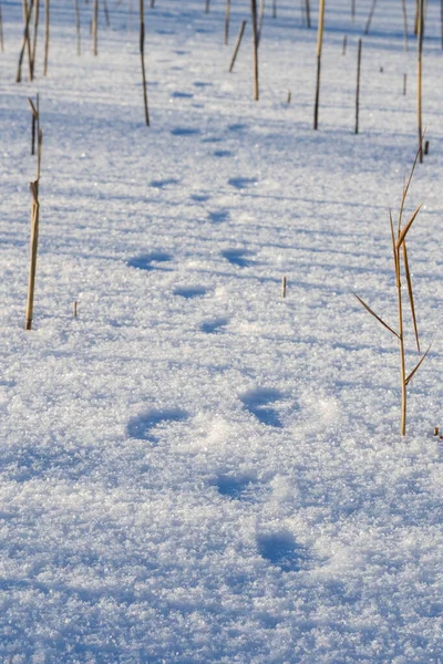 Traces of a hare in the snow. hunting season is open. search for — Stock Image Traces of a hare in the snow. hunting season is open. search for Stock Image