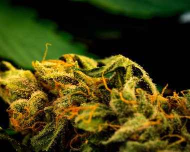 Siyah Arka Plan üzerinde Esrar Bud Close-Up. Makro Marihuana. Sele