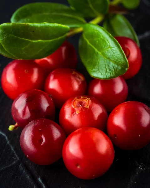 Skörda färska röda Vaccinium Vitis-idaea, tranbär, lingonberr — Stockfoto