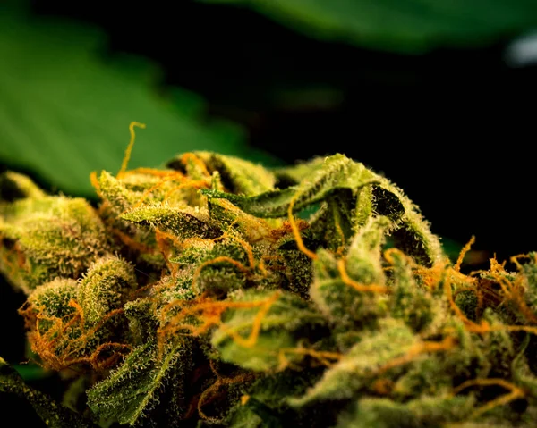 Cannabis Bud Close-Up on black Background. Macro Marijuana. Sele — Stock Photo, Image