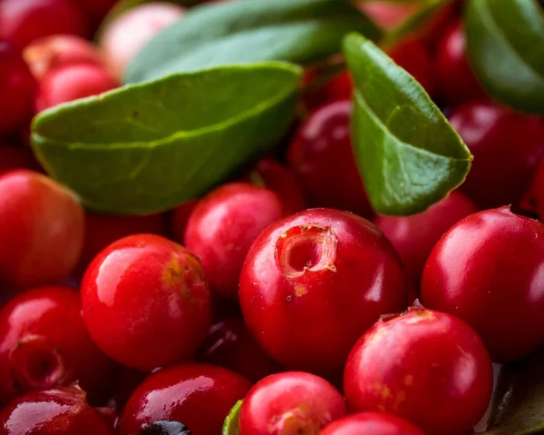 Wild Red lingon. Cowberry eurasiska floran. Skog Vaccinium — Stockfoto