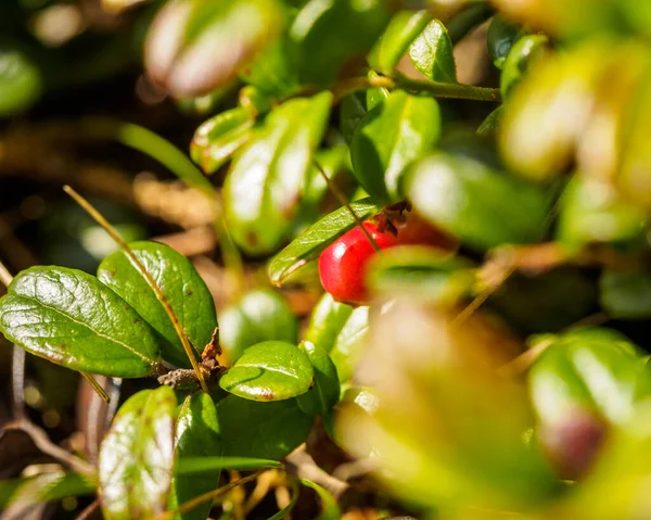 Cowberry (Vaccinium Vitis-idaea, Lingonberry, Partridgeberry). — Stock Fotó