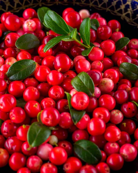 Background of Vaccinium vitis-idaea (lingonberry, partridgeberry — Stock Photo, Image
