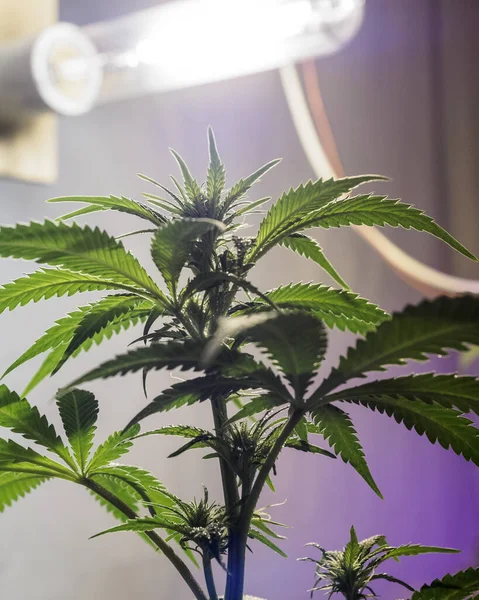 Medical legal cannabis plant under lamp. Marijuana garden indoor