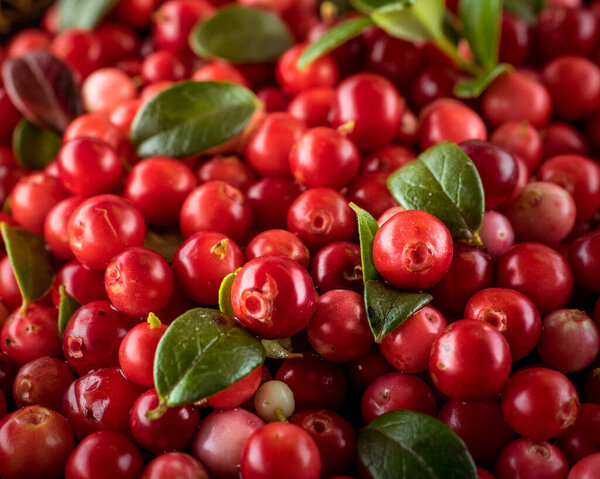 Background of Vaccinium vitis-idaea (lingonberry, partridgeberry