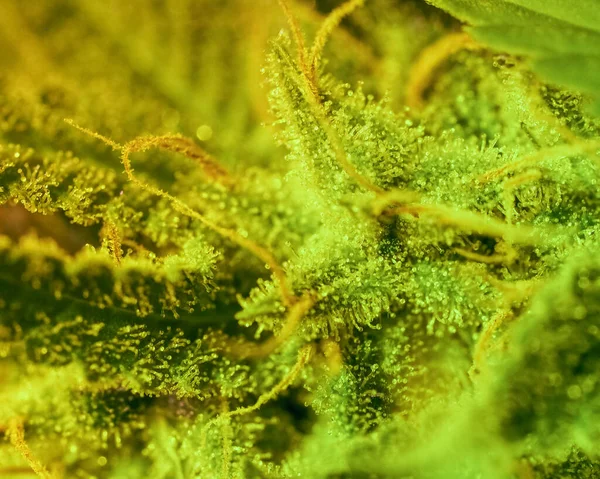 Närbild marijuana knopp. Makro av trichomes på kvinnlig cannabis i — Stockfoto