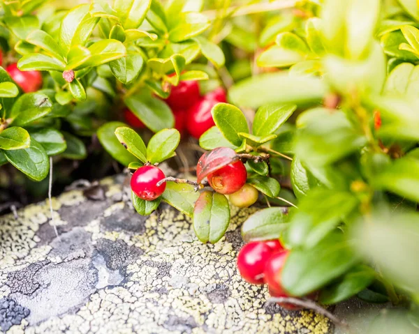 Vörös Cowberry, Vörösáfonya vagy partridgeberry. Természetes vissza erdei — Stock Fotó