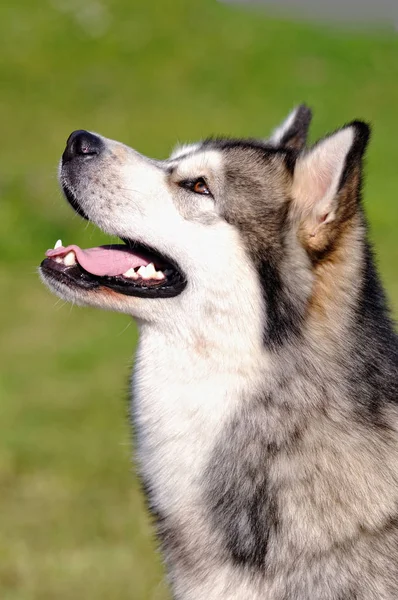 Porträt Junger Hund Malamute Der Sommerlichen Natur — Stockfoto