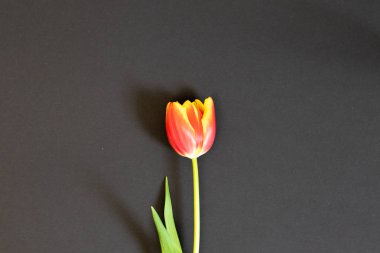 Siyah, Sevgililer günü, doğum günü, Paskalya, için arka plan üzerinde bir kırmızı lale anne ve kadının gün