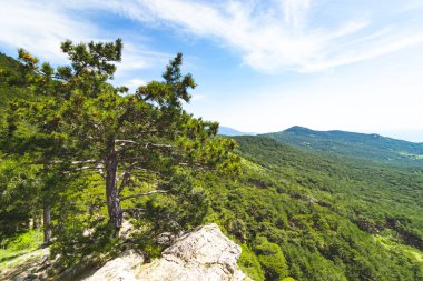 Yazın bir dağ yamacında orman, Rusya.