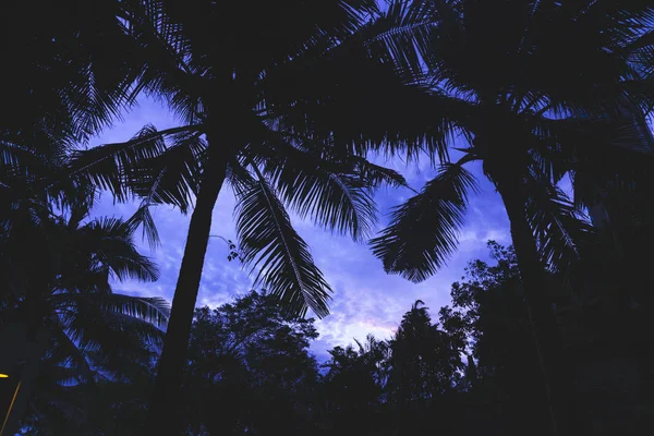 Puesta de sol cielo púrpura a través de las siluetas palmeras . — Foto de Stock