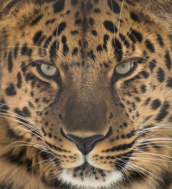 Portrait of the far Eastern leopard clipart
