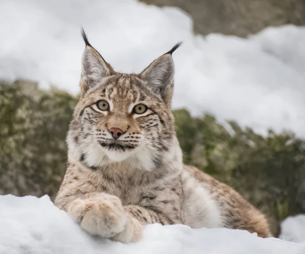 Baba Lynx Hiúz Sűrű Erdők Tajga Pusztai Tundra Lynx Tökéletesen — Stock Fotó