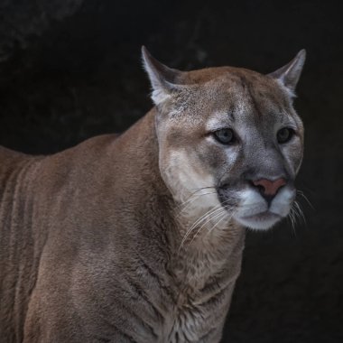 Puma (dağ aslanı, Puma) dördüncü büyük kedi dünyanın sadece kaplan, aslan ve Jaguar büyük olduğunu.